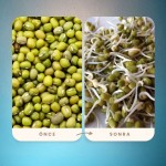 ÇİMLENDİRMELİK MAŞ FASÜLYESİ